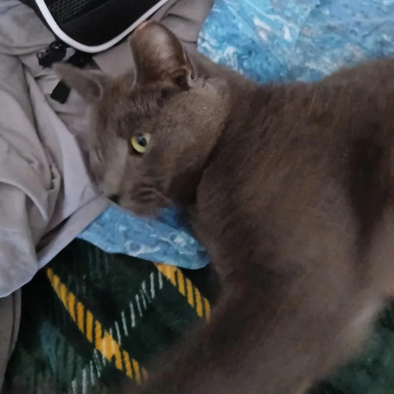A young medium-sized female Gray / Blue / Silver Domestic Short Hair cat named April for adoption in Fairborn, OH