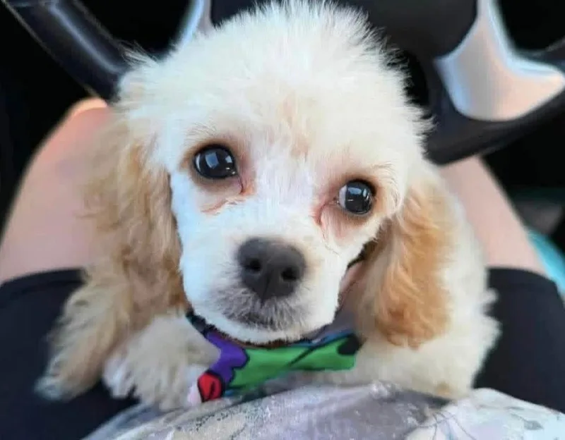 A baby small-sized male Poodle dog named Macaroni for adoption in Cheektowaga, NY