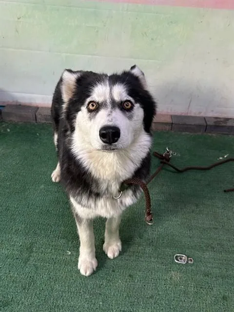 An adult large-sized female Siberian Husky dog named Aurora for adoption in Baldwin Park, CA