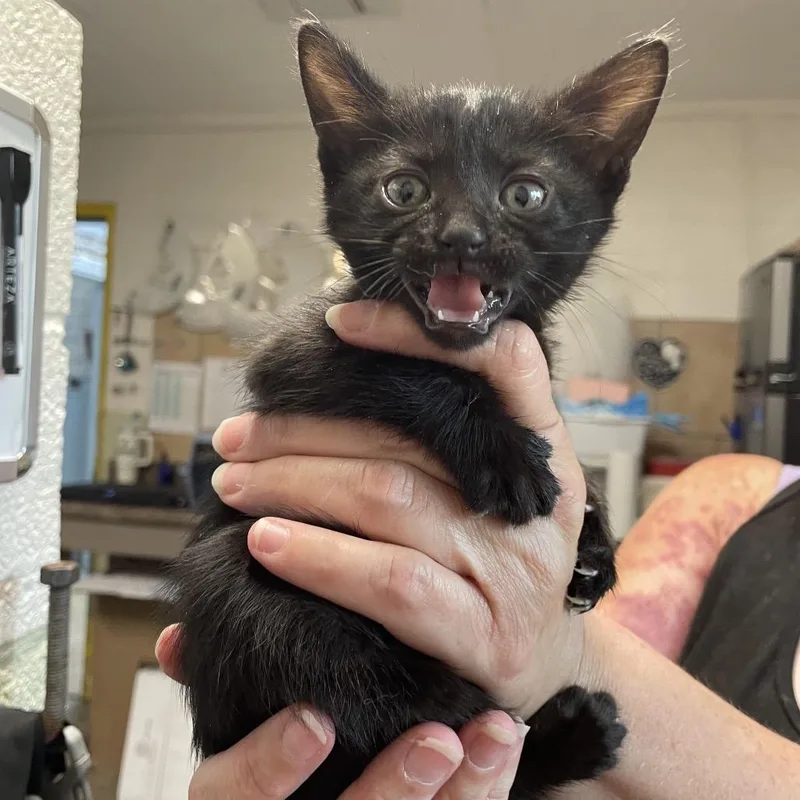 Meowscarada