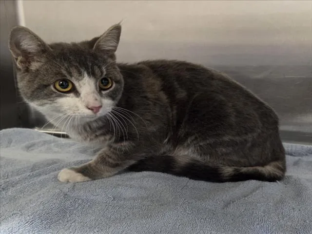 A young small-sized male Domestic Short Hair cat named Prince Adam for adoption in Norco, CA