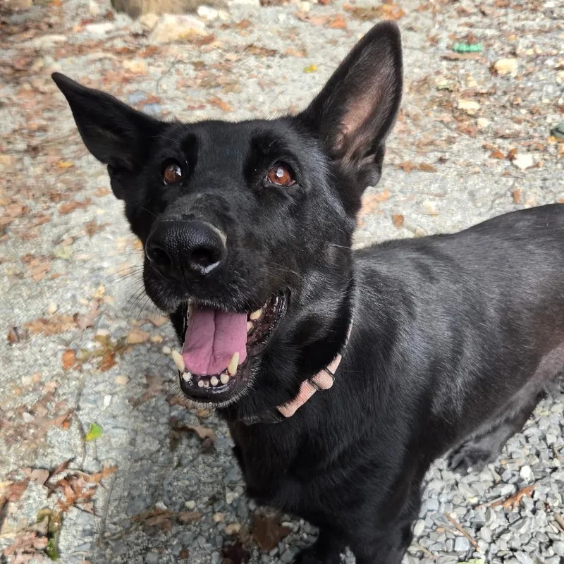 A senior large-sized female Black German Shepherd Dog named Sheeba for adoption in New Ringgold, PA