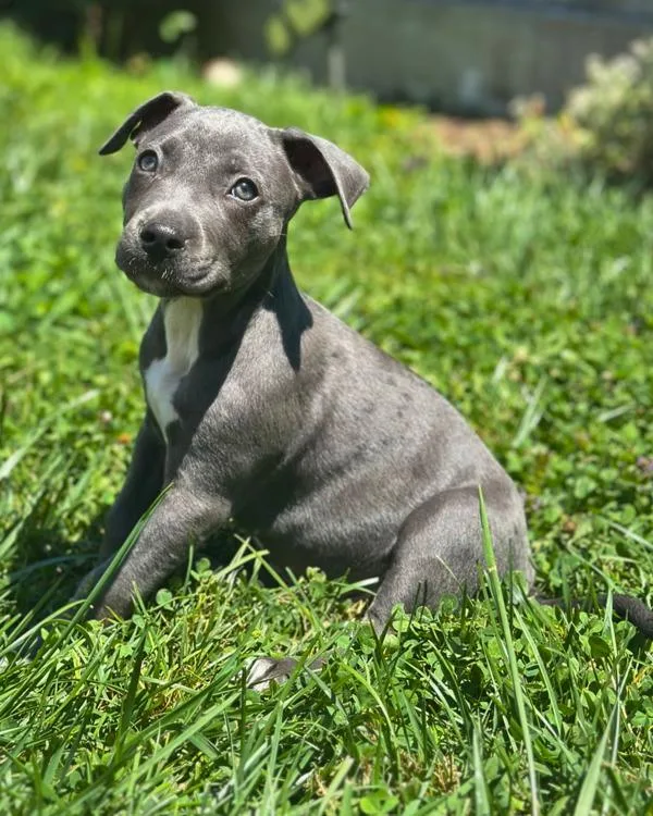Maui