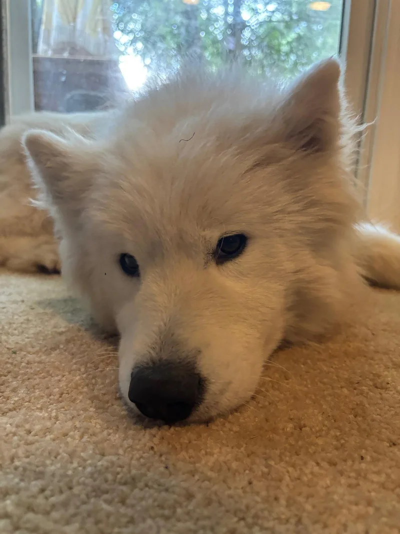 A young medium-sized male Samoyed dog named Enzo for adoption in Columbia, MD