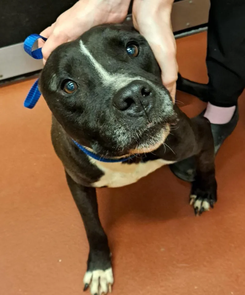 A young medium-sized male Mixed Breed dog named Roger for adoption in Douglasville, GA