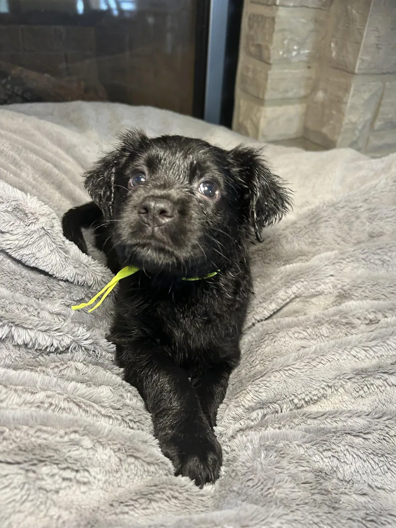 A young large-sized female Labrador Retriever dog named Lumi for adoption in Barnhart, MO