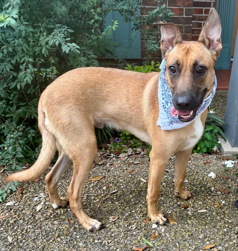 Wendall  Darling Boy! thumbnail 3