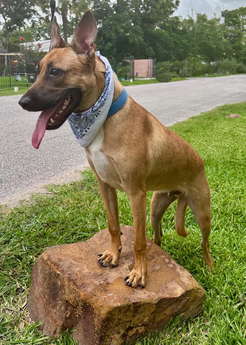 Wendall  Darling Boy! thumbnail 6