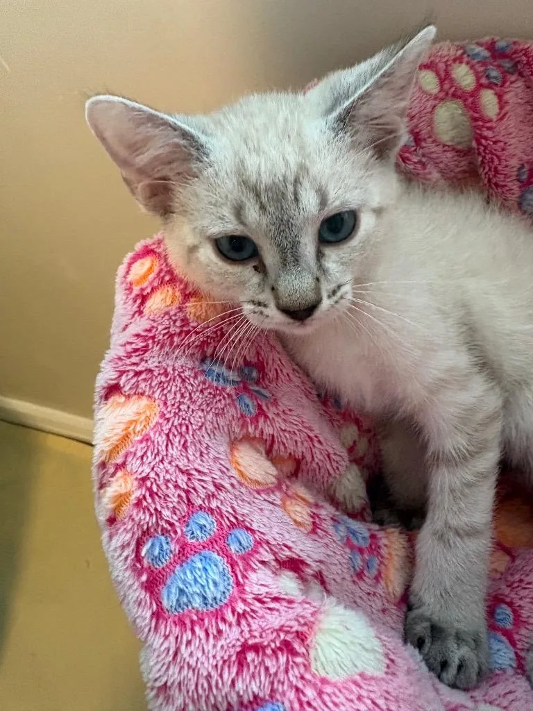 A baby small-sized male Domestic Short Hair cat named Snickers for adoption in Ogden, UT