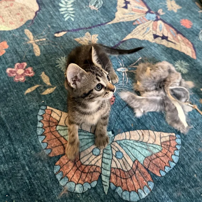 A baby small-sized female Gray / Blue / Silver Domestic Short Hair cat named Topaz for adoption in Houston, TX
