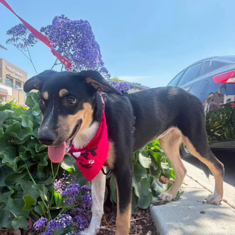 A young small-sized female Black Shepherd dog named Cindy for adoption in San Diego, CA