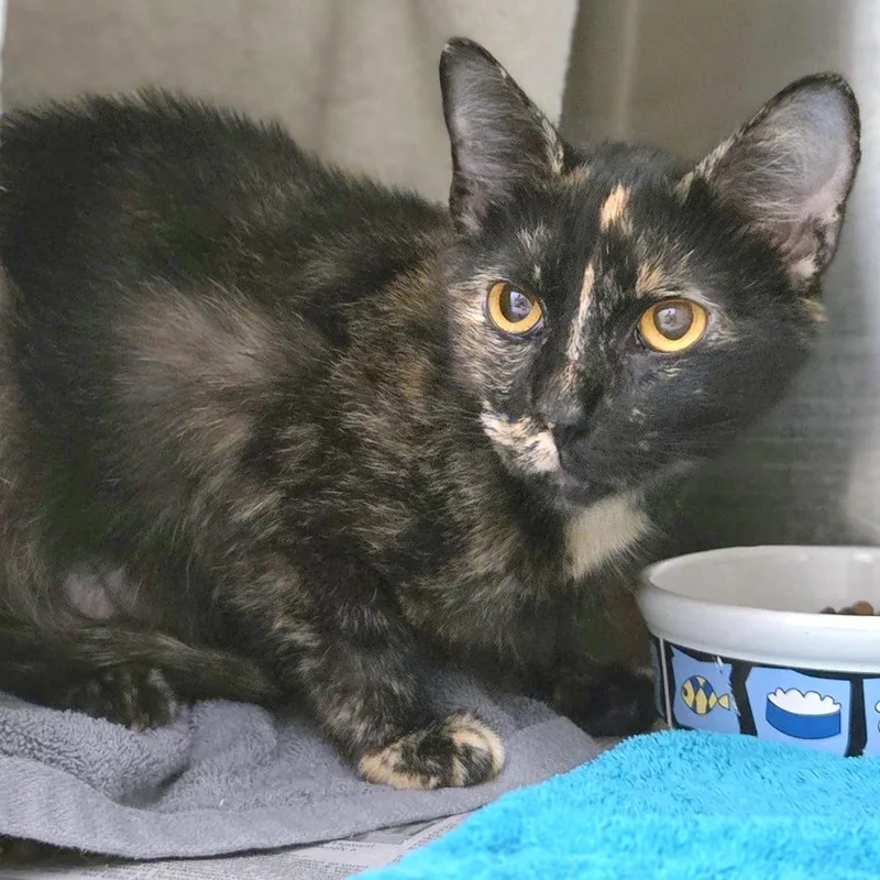 An adult medium-sized female Black Domestic Short Hair cat named Cardamom for adoption in Pittsburgh, PA