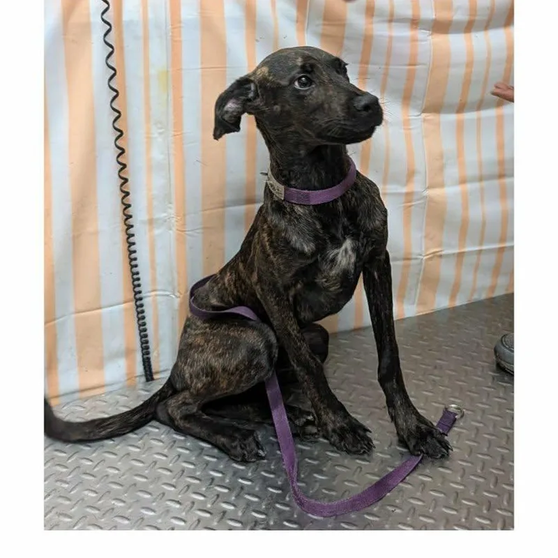 A young medium-sized male Brindle Mixed Breed dog named Marty for adoption in Hazard, KY