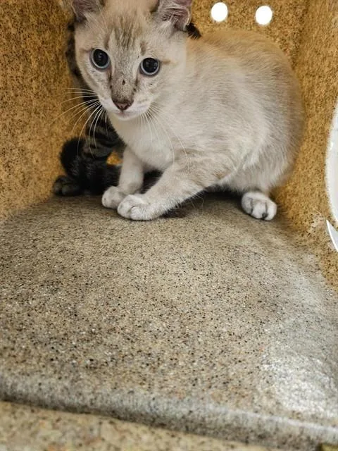 A young small-sized male Siamese cat named Zap for adoption in Corpus Christi, TX