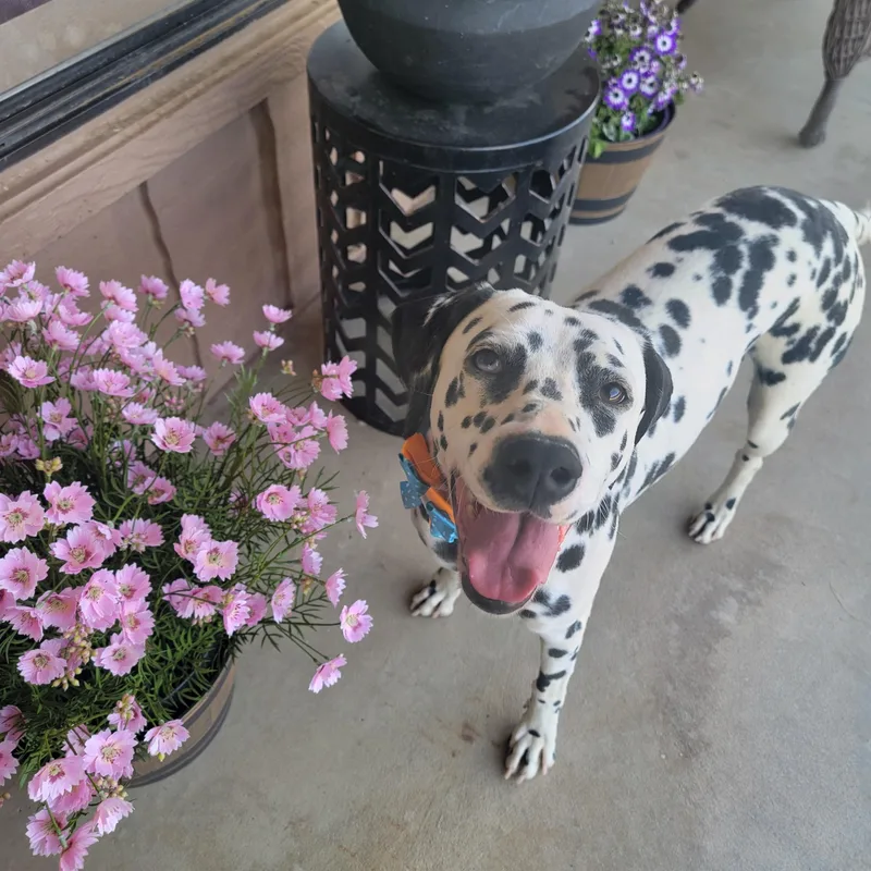 An adult medium-sized female Dalmatian dog named Freckles for adoption in Lancaster, CA