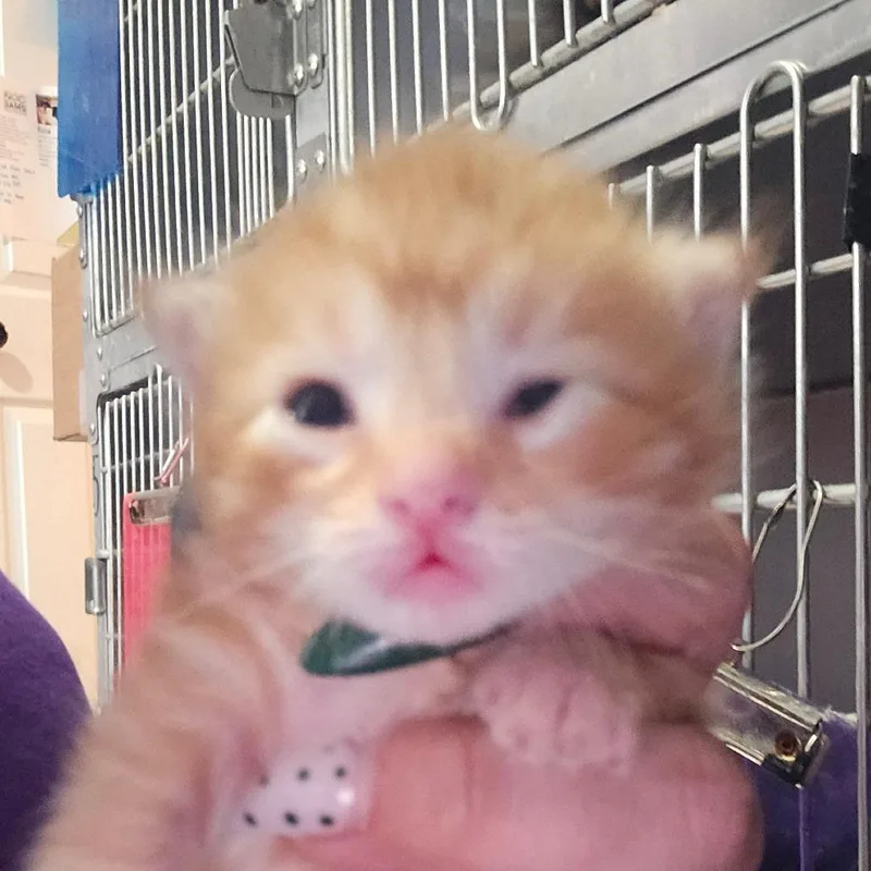 A baby small-sized female Orange / Red Domestic Short Hair cat named Macaroni for adoption in Hanna City, IL