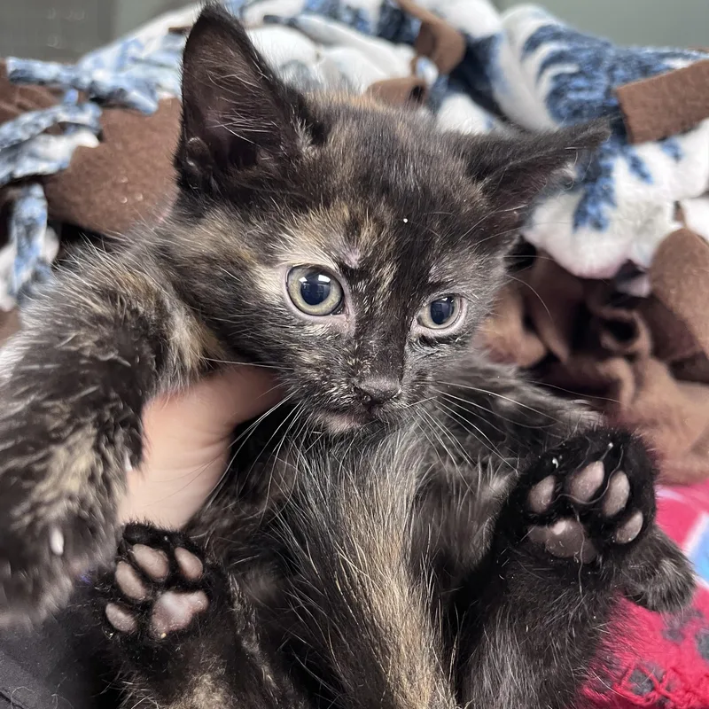 A baby medium-sized female Torbie Domestic Short Hair cat named Lady Rosamund for adoption in Liberty, MO