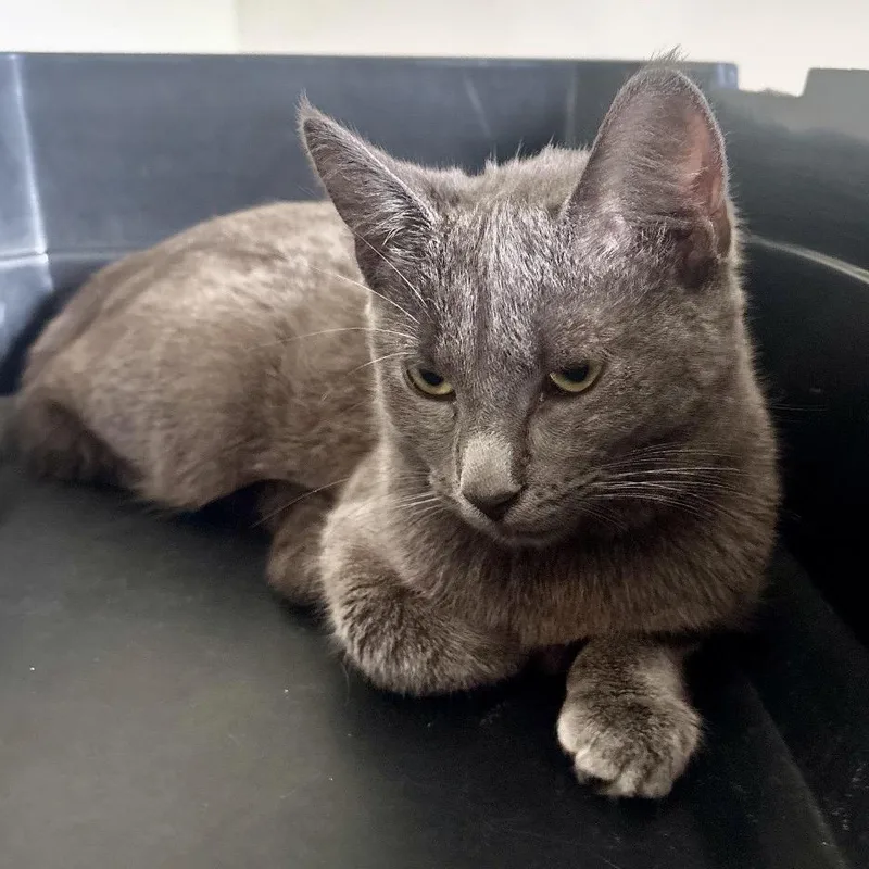A baby small-sized female Domestic Short Hair cat named Blue Moon for adoption in Middleburg Heights , OH