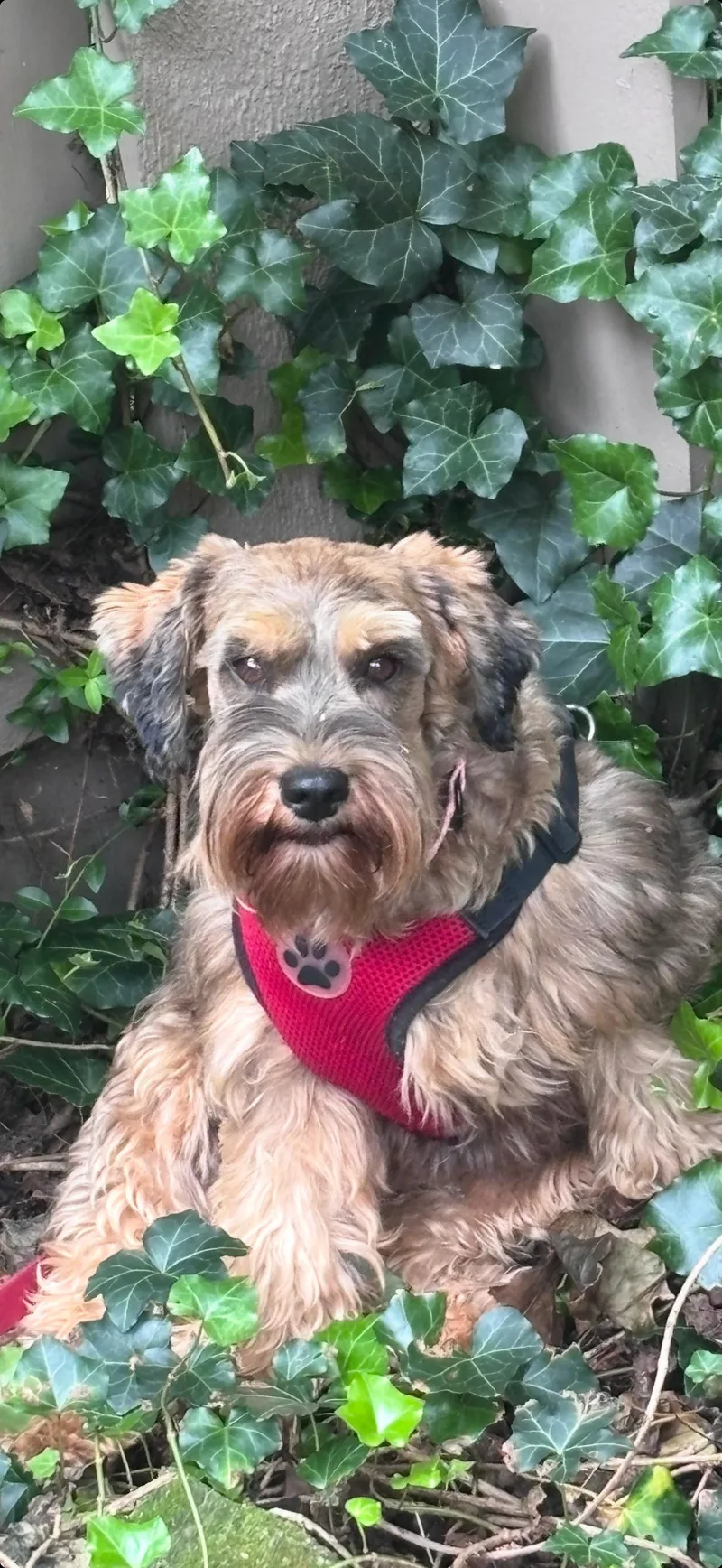 An adult small-sized female Bicolor Miniature Schnauzer dog named Hazel for adoption in Zanesville, OH