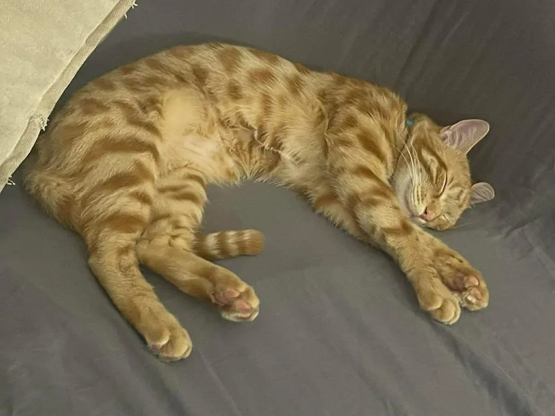 Fig