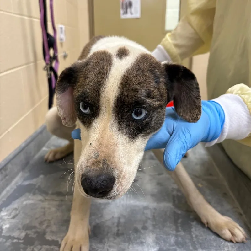 An adult medium-sized female Brown / Chocolate Mixed Breed dog named Bronze for adoption in Winston-Salem, NC