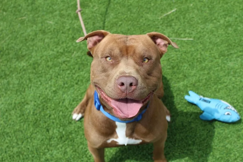 A young large-sized male Brown / Chocolate Pit Bull Terrier dog named Ford for adoption in Chestertown, MD