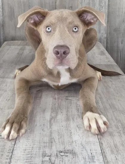 A baby medium-sized male Terrier dog named Theo for adoption in Shreveport, LA