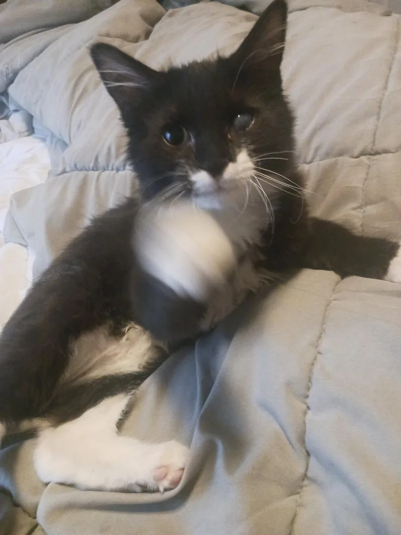 A baby medium-sized male Domestic Medium Hair cat named Puffin for adoption in Wesley Chapel, FL