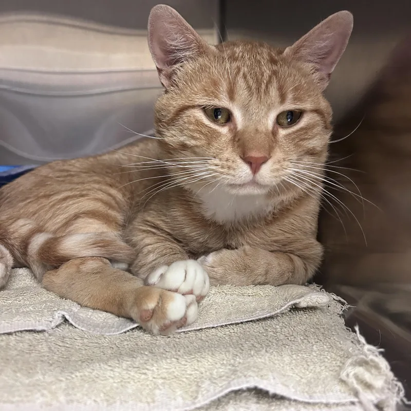 A young medium-sized male Tabby (Orange / Red) Domestic Short Hair cat named Theo for adoption in Worcester, MA