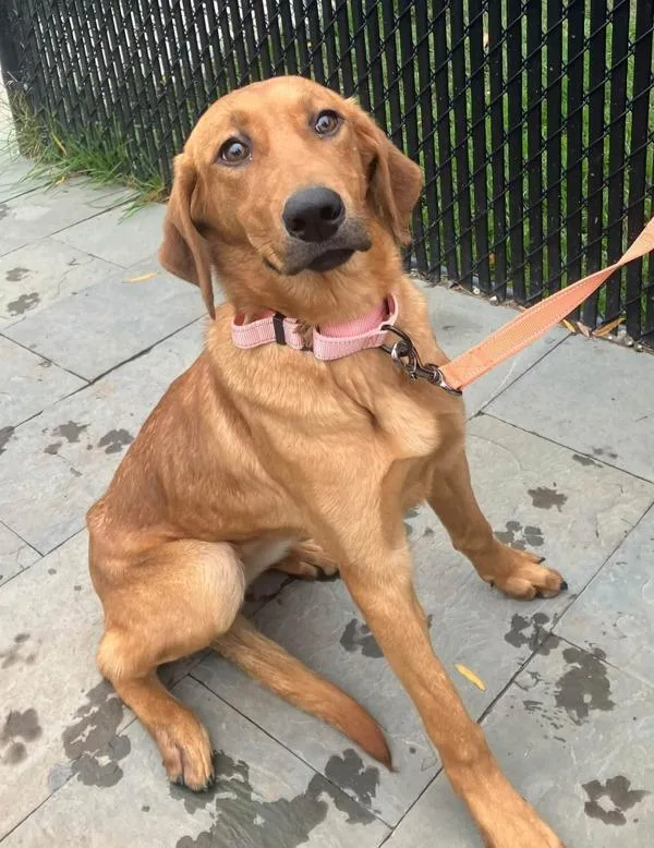 A young medium-sized female Labrador Retriever dog named Apple for adoption in Millersville, MD
