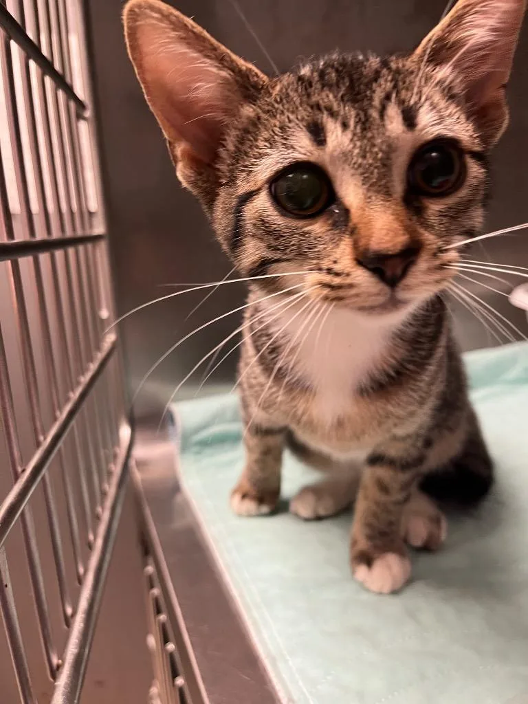 A baby medium-sized female Domestic Short Hair cat named Wonderwoman for adoption in Morgantown, KY
