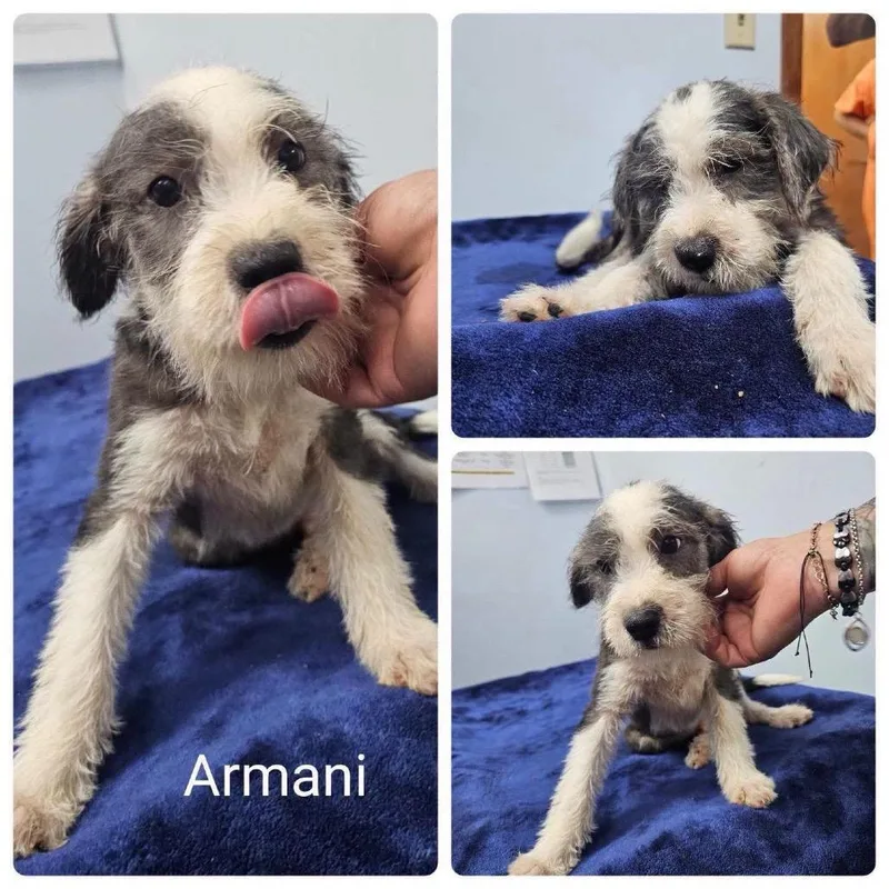 Armani
