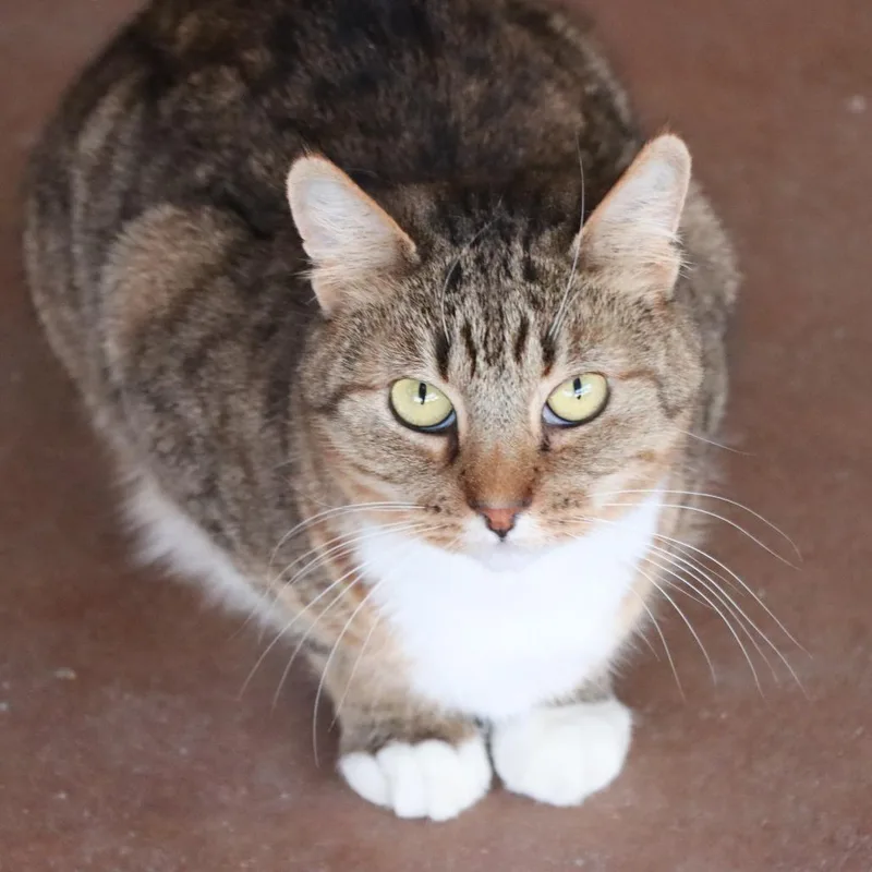 Supurr Hero thumbnail 2