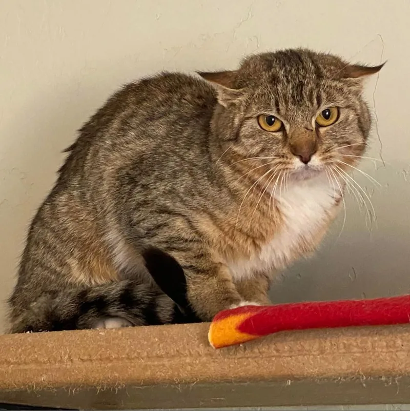 Supurr Hero thumbnail 3