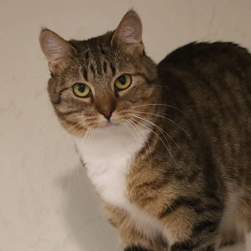 Supurr Hero thumbnail 4