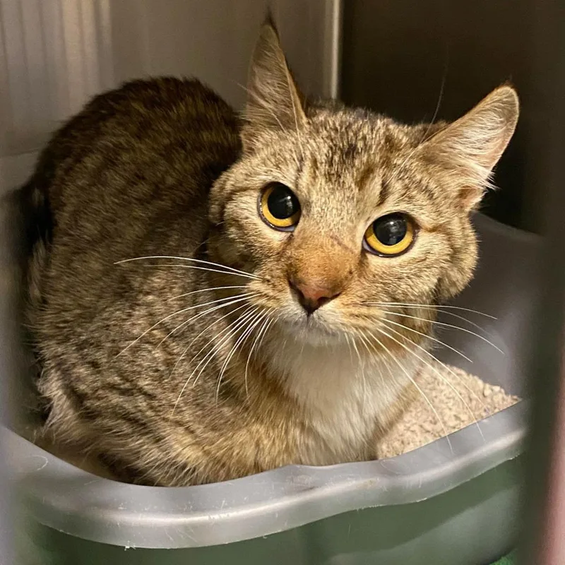 Supurr Hero thumbnail 5