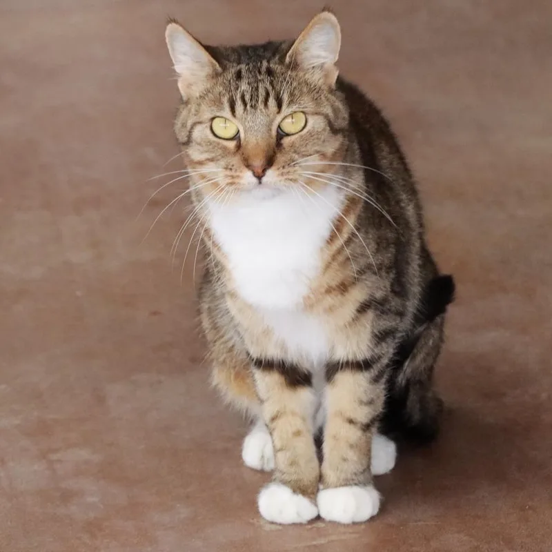 Supurr Hero thumbnail 6