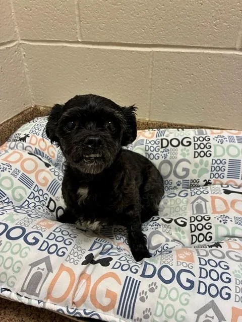 An adult small-sized female Shih Tzu dog named Minty for adoption in Springfield, MA