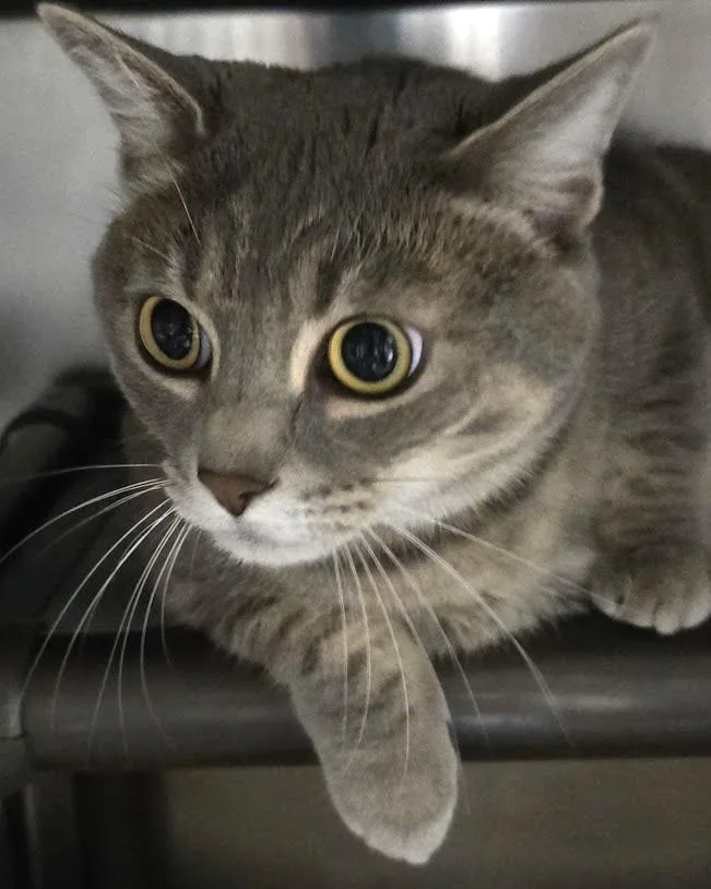 An adult large-sized female Domestic Short Hair cat named Lola for adoption in North Myrtle Beach, SC