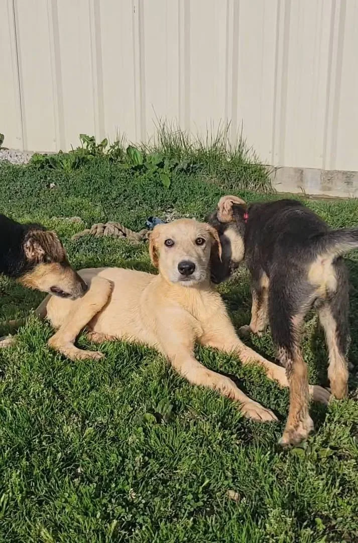 A baby medium-sized male Apricot / Beige German Shepherd Dog dog named Hansel for adoption in Ashland, KY
