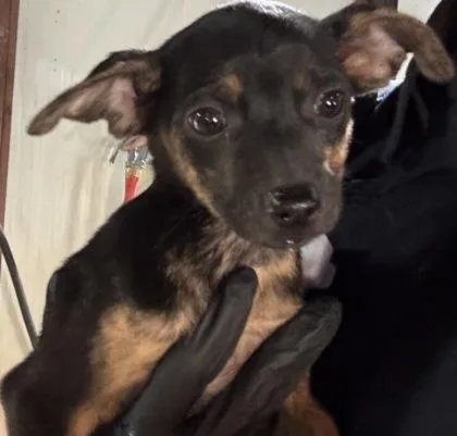 A baby small-sized female Black Mixed Breed dog named 61571660 for adoption in El Paso, TX