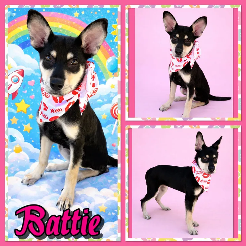A young medium-sized female Black Shepherd dog named Battie for adoption in Seagoville, TX