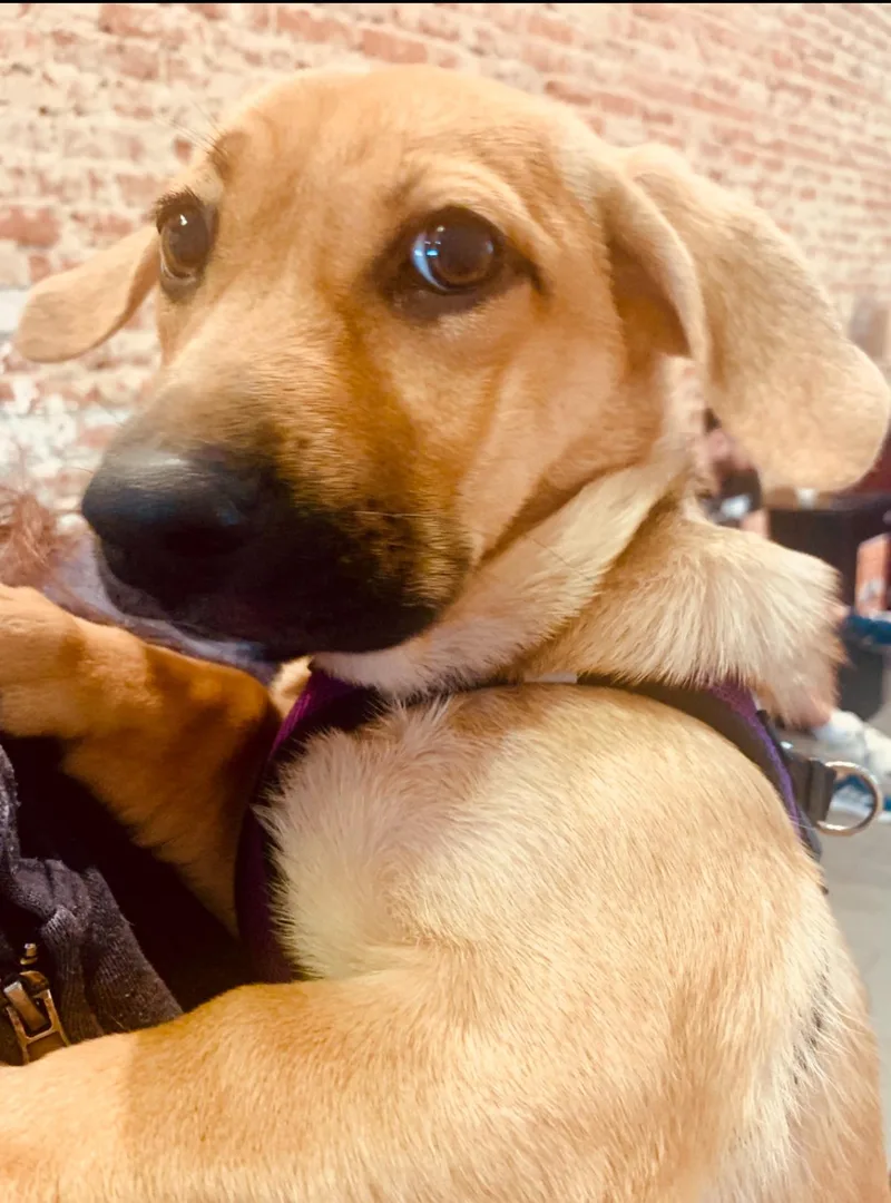 A baby small-sized female Corgi dog named Rosie for adoption in Toluca Lake, CA