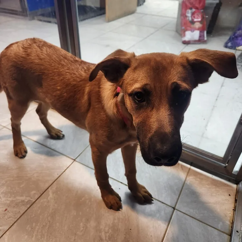 A baby medium-sized female Shepherd dog named Missy for adoption in Walnutport, PA