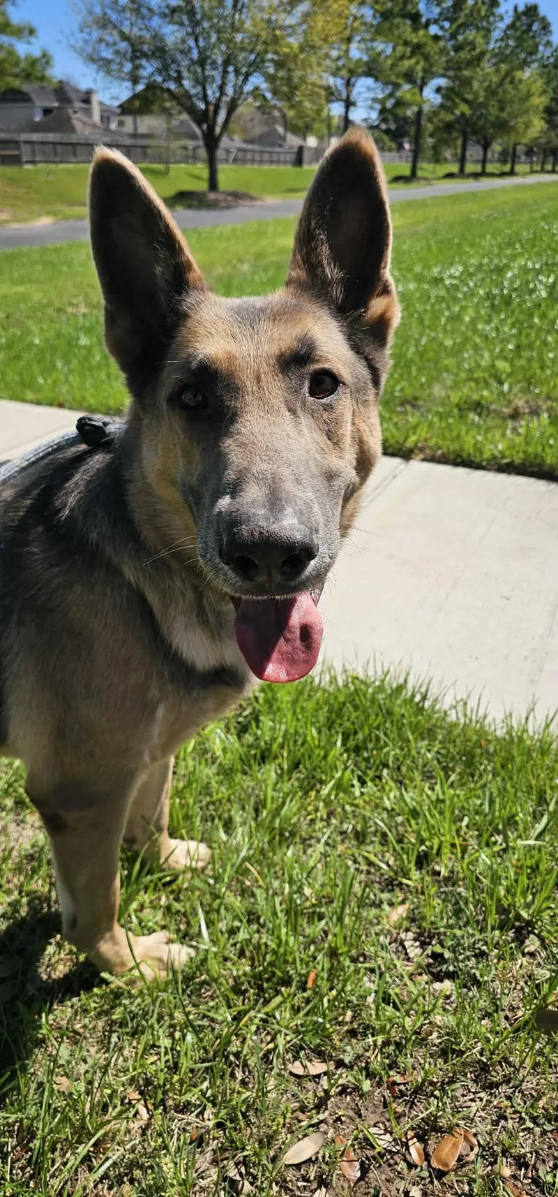 A young large-sized male Tricolor (Brown, Black, & White) German Shepherd Dog dog named Whiskey for adoption in Greeneville , TN
