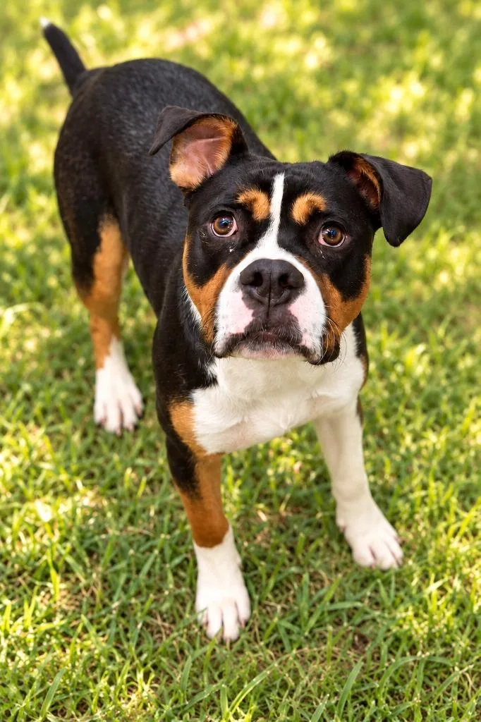A young large-sized male Pit Bull Terrier dog named Brutus for adoption in East Ridge, TN