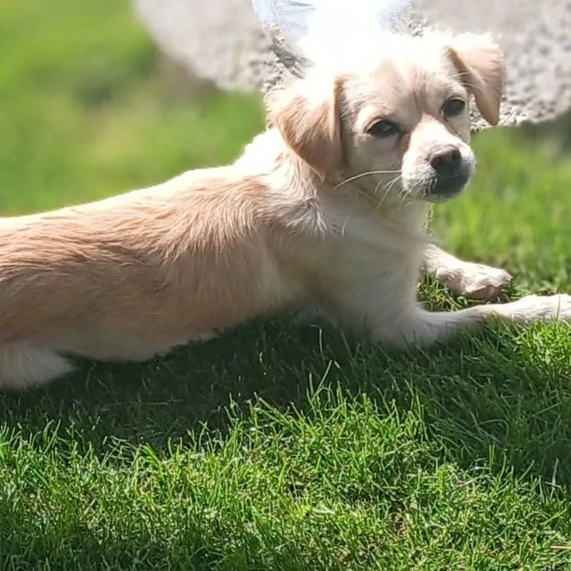 A young small-sized female Dachshund (Miniature Long Haired) dog named Tilly for adoption in Oroville, WA