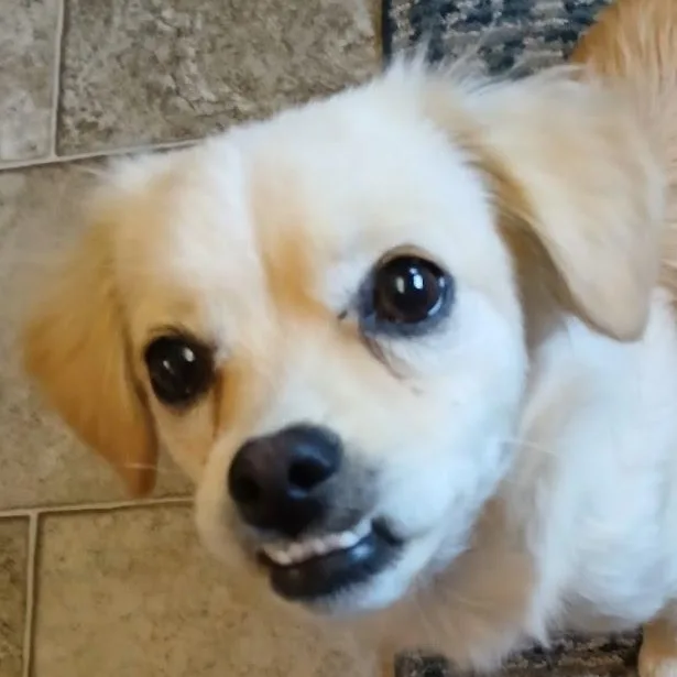 Tilly thumbnail 4