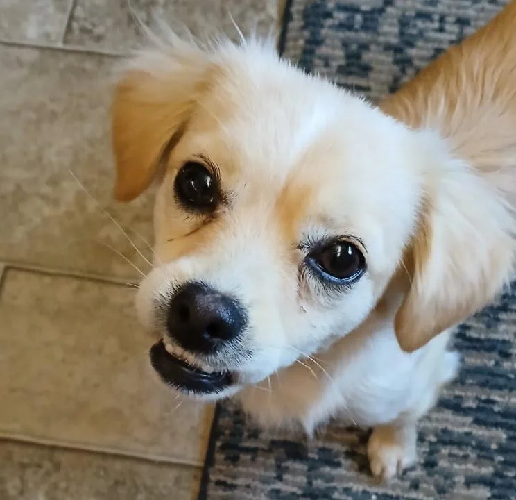 Tilly thumbnail 5
