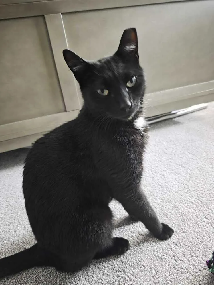 An adult medium-sized male Black & White / Tuxedo Domestic Short Hair cat named Slinky for adoption in Milltown, NJ